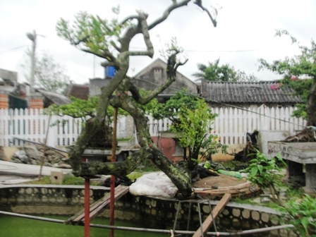 cây[-]cảnh,[-]siêu[-]cây,[-]cây[-]độc...