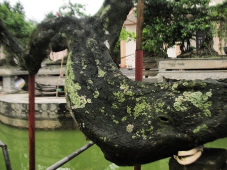 cây[-]cảnh,[-]siêu[-]cây,[-]cây[-]độc...