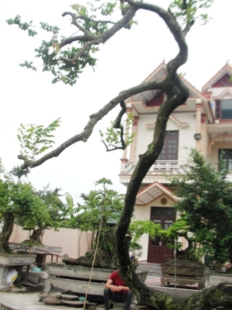 cây[-]cảnh,[-]siêu[-]cây,[-]cây[-]độc...