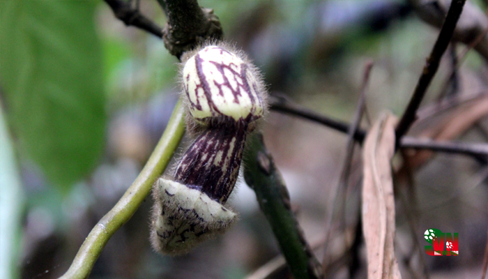 Phát[-]hiện[-]một[-]loài[-]thực[-]vật[-]mới[-]thuộc[-]ở[-]Vườn[-]quốc[-]gia[-]Bidoup