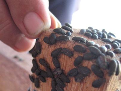 Cách[-]phòng[-]chống[-]bọ[-]đậu[-]đen?
