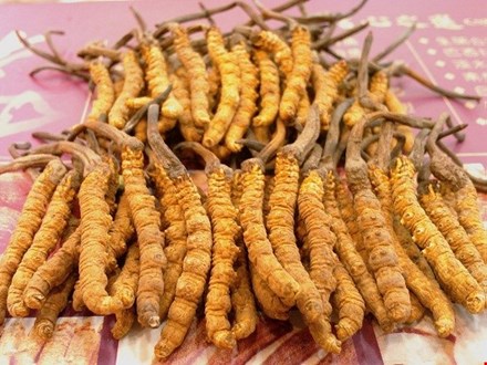 Sự[-]thật[-]về[-]'Đông[-]trùng[-]Hạ[-]thảo'[-]-[-]Một[-]vụ[-]đại[-]lừa[-]đảo?