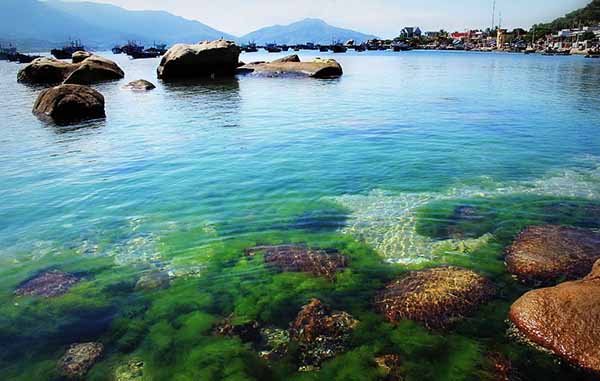 Khánh[-]Hòa[-]phục[-]hồi[-]thành[-]công[-]hơn[-]10.700m2[-]san[-]hô[-]ở[-]các[-]khu[-]bảo[-]tồn[-]biển