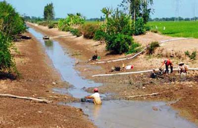 Hơn[-]5.000[-]ha[-]rau[-]màu[-]tại[-]Trà[-]Vinh[-]đang[-]thiếu[-]nước[-]tưới