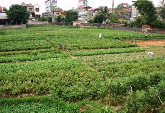 Người[-]trồng[-]rau[-]muốn[-]VTV[-]bồi[-]thường[-]sau[-]vụ[-]“Cây[-]chổi[-]quét[-]rau”