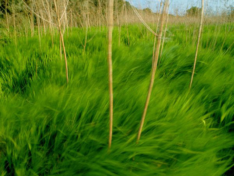 Cánh[-]đồng[-]cỏ[-]tươi[-]tốt[-]đung[-]đưa[-]trước[-]gió[-]ở[-]Mỹ.[-]Ảnh:[-]Raymond[-]Gehman.