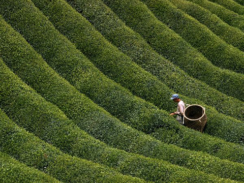 Một[-]nông[-]dân[-]Nhật[-]bản[-]đang[-]hái[-]trà[-]trên[-]ở[-]vùng[-]núi[-]trung[-]tâm[-]Nhật[-]Bản[-]Nara[-]Perfecture