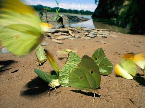 Những[-]con[-]bướm[-]có[-]màu[-]sắc[-]bắt[-]mắt[-]đậy[-]trên[-]cát[-]khu[-]vực[-]sông[-]Tuichi[-]trong[-]Công[-]viên[-]quốc[-]gia[-]Madidi[-]ở[-]Bolivia.[-]Ảnh:[-]Joel[-]Sartore
