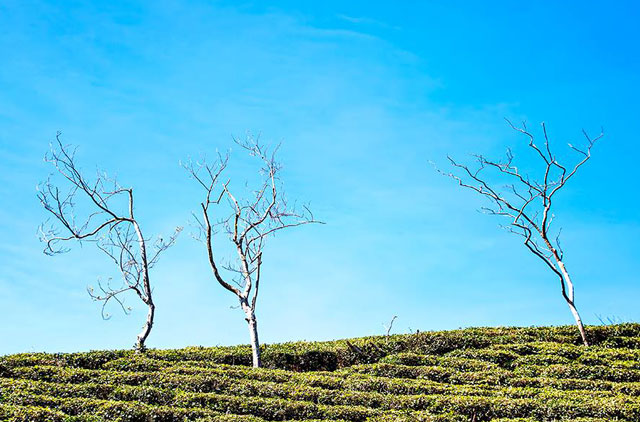 [-]Tận[-]hưởng[-]thiên[-]nhiên[-]trong[-]lành[-]nơi[-]đồi[-]trà[-]Đà[-]Lạt