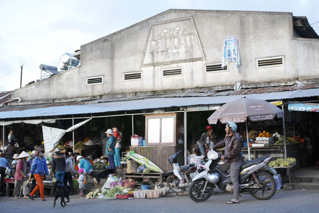 [-]Tận[-]hưởng[-]thiên[-]nhiên[-]trong[-]lành[-]nơi[-]đồi[-]trà[-]Đà[-]Lạt