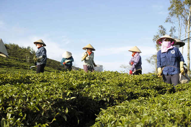 [-]Tận[-]hưởng[-]thiên[-]nhiên[-]trong[-]lành[-]nơi[-]đồi[-]trà[-]Đà[-]Lạt