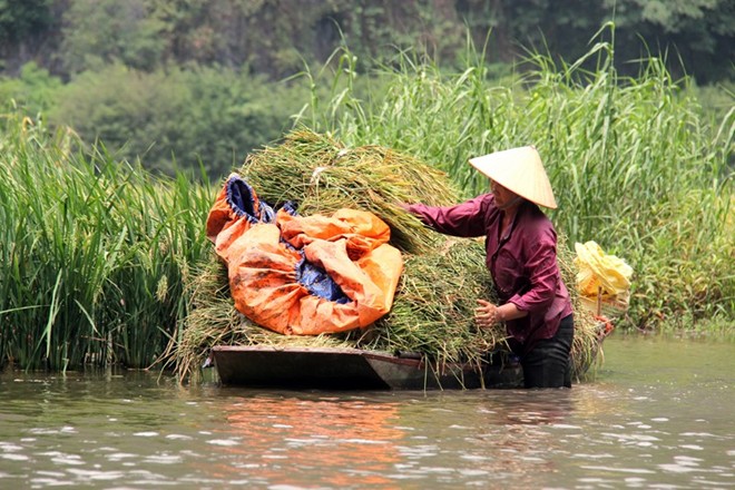 [-]Mùa[-]vàng[-]ở[-]Tam[-]Cốc