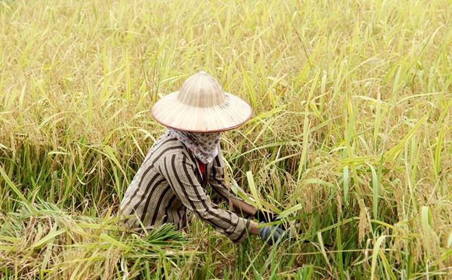 [-]Mùa[-]vàng[-]ở[-]Tam[-]Cốc