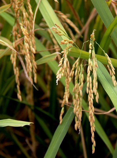 [-]Mùa[-]vàng[-]ở[-]Tam[-]Cốc