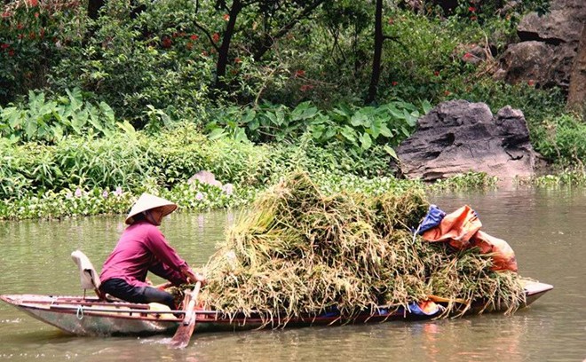 [-]Mùa[-]vàng[-]ở[-]Tam[-]Cốc