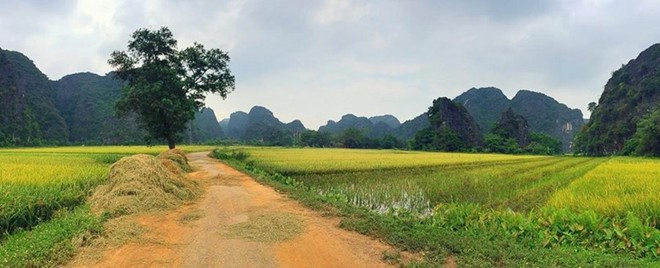 [-]Mùa[-]vàng[-]ở[-]Tam[-]Cốc