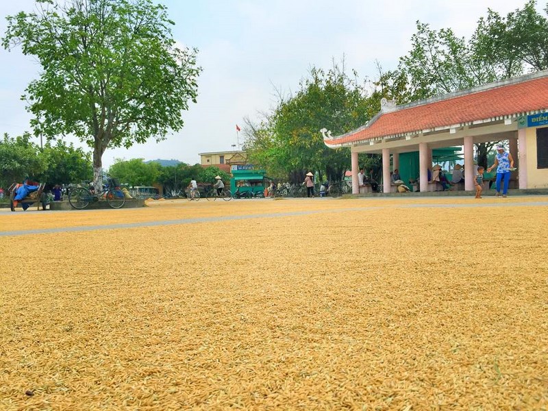 [-]Mùa[-]vàng[-]ở[-]Tam[-]Cốc