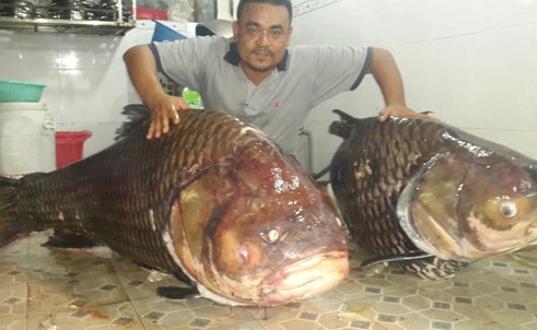 Cặp[-]cá[-]hô[-]hơn[-]100[-]kg[-]từ[-]Lào[-]về[-]Việt[-]Nam