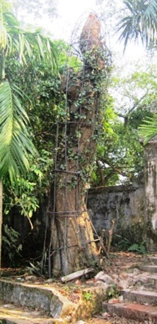 [-]Hà[-]Nội:[-]Cả[-]làng[-]không[-]ngủ[-]bảo[-]vệ[-]2[-]gốc[-]sưa...[-]"vàng[-]ròng"
