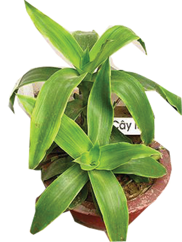 [-]Cây[-]lược[-]vàng[-]trị[-]ung[-]thư?