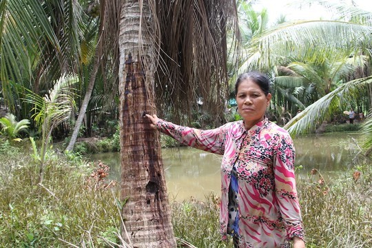 [-]Hơn[-]200[-]cây[-]dừa[-]chết[-]nghi[-]do[-]kẻ[-]gian[-]tiêm[-]thuốc