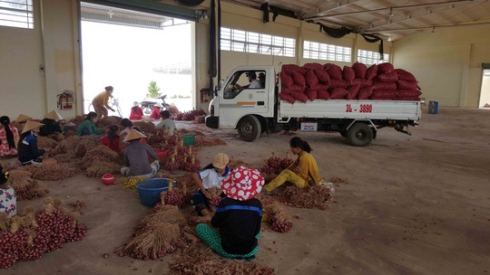 [-]Hành[-]tím[-]Vĩnh[-]Châu[-]tăng[-]giá[-]gấp[-]5[-]lần,[-]xuất[-]hiện[-]nạn[-]găm[-]hàng