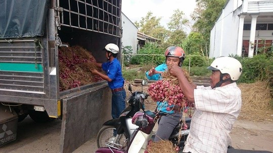 [-]Hành[-]tím[-]Vĩnh[-]Châu[-]tăng[-]giá[-]gấp[-]5[-]lần,[-]xuất[-]hiện[-]nạn[-]găm[-]hàng