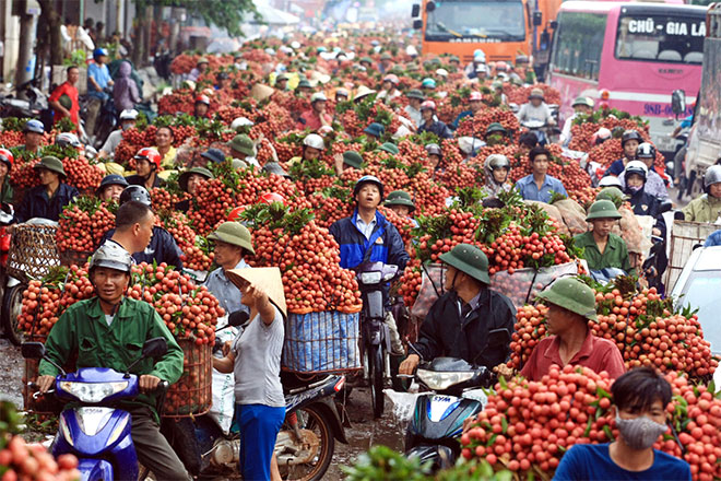 [-]Khẩn[-]cấp[-]giải[-]cứu[-]nông[-]sản[-]Việt