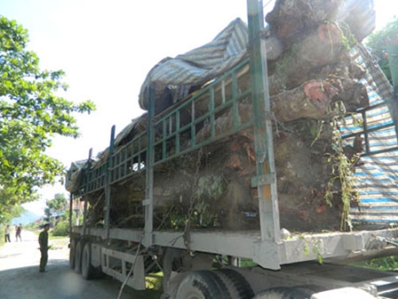 Xe[-]đầu[-]kéo[-]chở[-]trâm[-]cổ[-]thụ