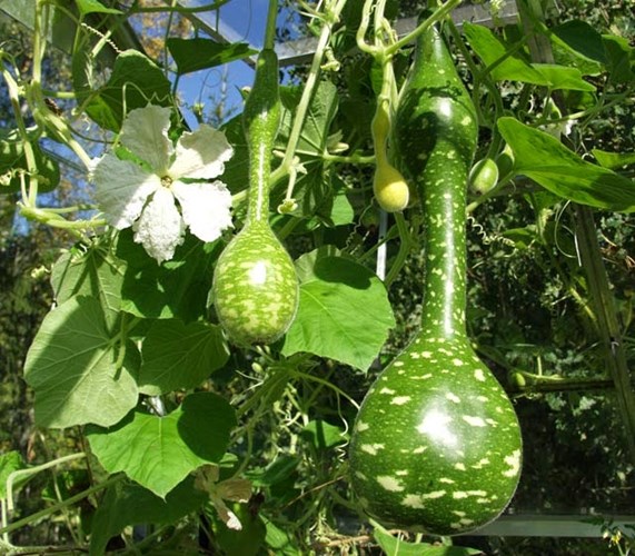 [-]Bầu[-]hồ[-]lô[-]có[-]hình[-]dáng[-]giống[-]thiên[-]nga[-]gây[-]chú[-]ý