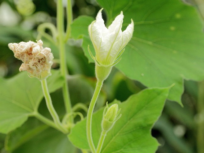 [-]Bầu[-]hồ[-]lô[-]có[-]hình[-]dáng[-]giống[-]thiên[-]nga[-]gây[-]chú[-]ý