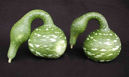 [-]Bầu[-]hồ[-]lô[-]có[-]hình[-]dáng[-]giống[-]thiên[-]nga[-]gây[-]chú[-]ý
