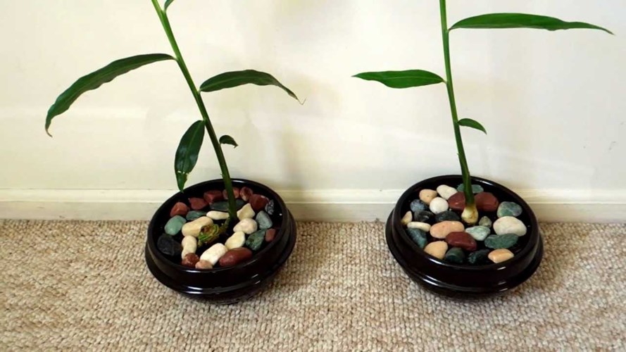 Trồng[-]gừng[-]làm[-]cảnh[-]mini[-]tại[-]nhà[-]