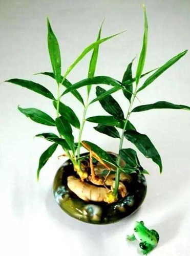 Trồng[-]gừng[-]làm[-]cảnh[-]mini[-]tại[-]nhà[-]