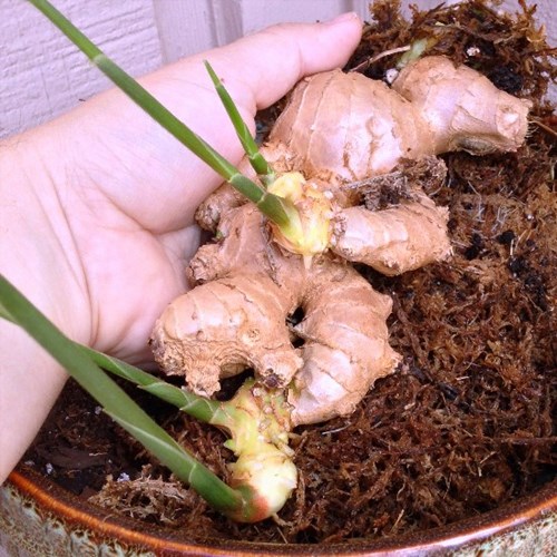 Trồng[-]gừng[-]làm[-]cảnh[-]mini[-]tại[-]nhà[-]
