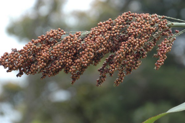 Cây[-]siêu[-]cao[-]lương[-]quý[-]như[-]vàng[-]của[-]Nhật[-]Bản[-]trồng[-]tại[-]Việt[-]Nam[-]có[-]gì[-]đặc[-]biệt?