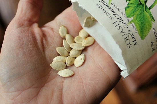 Trồng[-]giống[-]bí[-]ngồi[-]vừa[-]làm[-]cảnh[-]vừa[-]tẩm[-]bổ