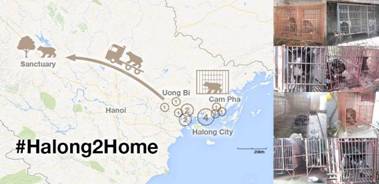 Bắt[-]đầu[-]chiến[-]dịch[-]cứu[-]hộ[-]14[-]cá[-]thể[-]gấu[-]Quảng[-]Ninh[-]về[-]Trung[-]tâm[-]Cứu[-]hộ[-]Gấu[-]Việt[-]Nam