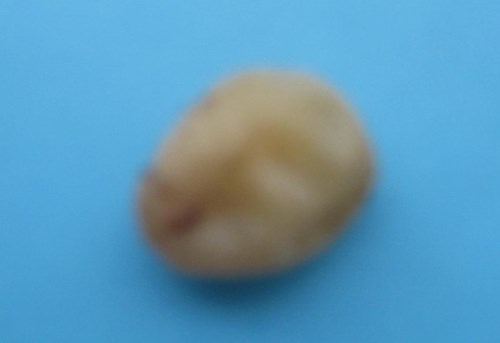 Hải[-]dương:[-]Phát[-]hiện[-]rắn[-]con[-]còn[-]sống[-]nằm[-]trong[-]trứng[-]gà[-]