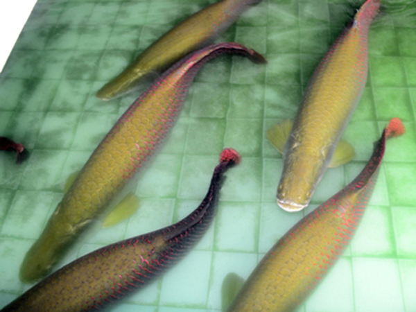 Tây[-]Ninh:[-]Đàn[-]cá[-]được[-]trả[-]1,5[-]tỷ[-]đồng[-]nhưng[-]chủ[-]nhân[-]không[-]bán
