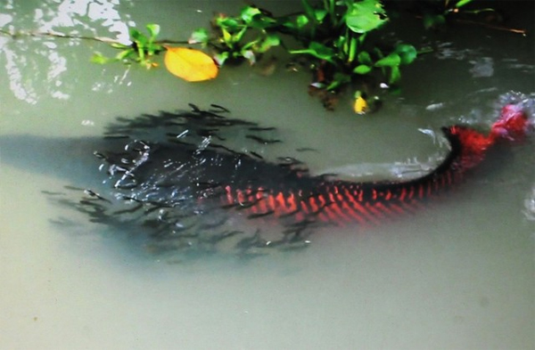 Tây[-]Ninh:[-]Đàn[-]cá[-]được[-]trả[-]1,5[-]tỷ[-]đồng[-]nhưng[-]chủ[-]nhân[-]không[-]bán