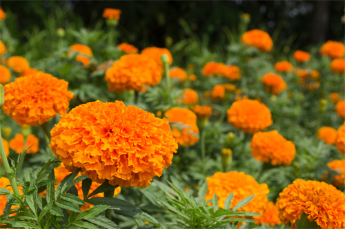 Loại[-]cây[-]xanh[-]trồng[-]vừa[-]đẹp[-]nhà[-]vừa[-]đuổi[-]muỗi