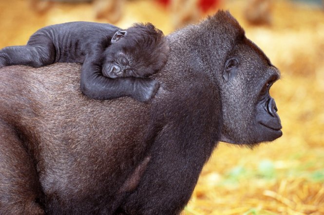 [-]Cảm[-]động[-]với[-]ảnh[-]động[-]vật[-]trong[-]sách[-]Tôi[-]yêu[-]bố