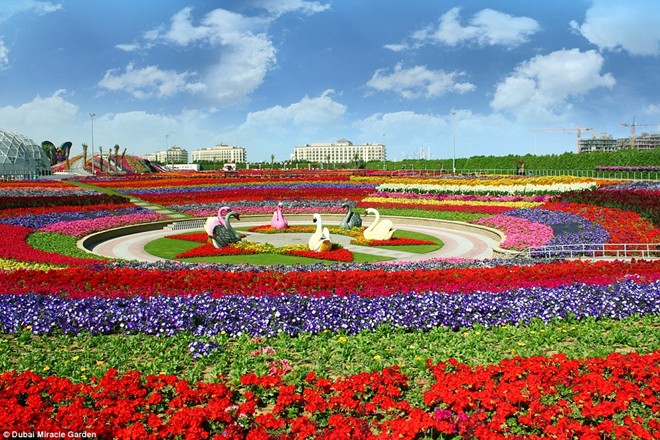 Khám[-]phá[-]khu[-]vườn[-]hoa[-]lớn[-]nhất[-]thế[-]giới[-]ở[-]Dubai