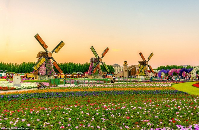 Khám[-]phá[-]khu[-]vườn[-]hoa[-]lớn[-]nhất[-]thế[-]giới[-]ở[-]Dubai