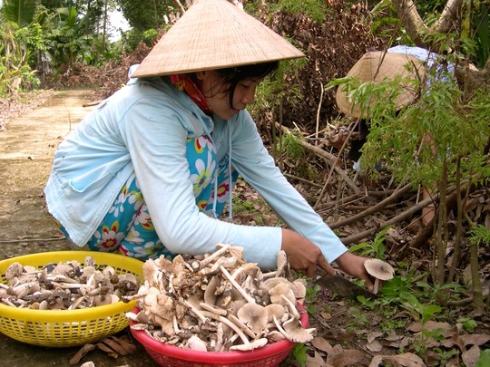 [-]Cây[-]nấm[-]mối[-]bạc[-]triệu[-]vẫn[-]vui[-]vẻ[-]trả[-]tiền