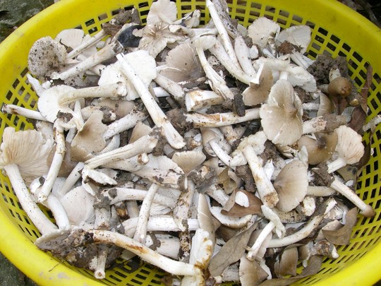 [-]Cây[-]nấm[-]mối[-]bạc[-]triệu[-]vẫn[-]vui[-]vẻ[-]trả[-]tiền