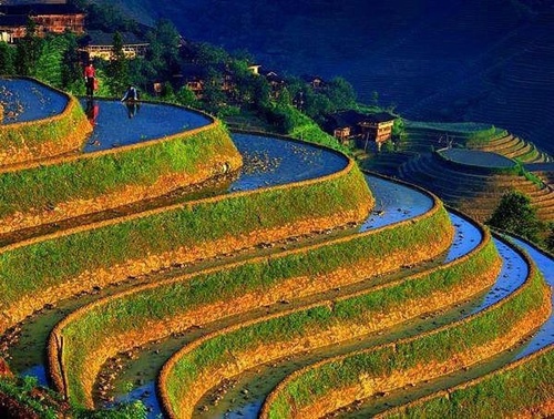 [-]Ruộng[-]bậc[-]thang[-]-[-]"kỳ[-]quan[-]thiên[-]nhiên[-]thứ[-]8"[-]của[-]thế[-]giới