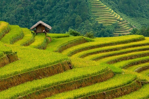 [-]Ruộng[-]bậc[-]thang[-]-[-]"kỳ[-]quan[-]thiên[-]nhiên[-]thứ[-]8"[-]của[-]thế[-]giới