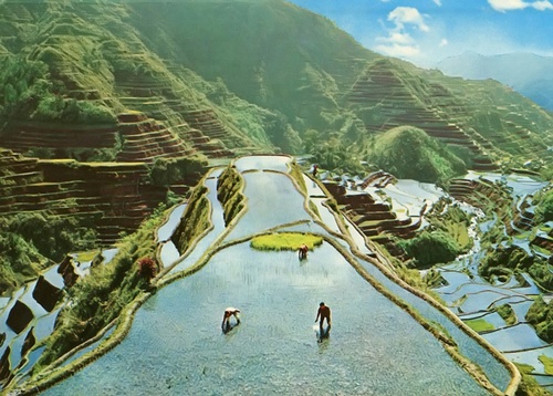 [-]Ruộng[-]bậc[-]thang[-]-[-]"kỳ[-]quan[-]thiên[-]nhiên[-]thứ[-]8"[-]của[-]thế[-]giới